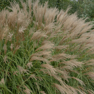 Miscanthus Adagio - Herbe à éléphant - Roseau de Chine - vue d'ensemble