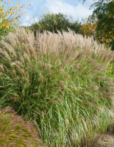 Miscanthus Adagio - Herbe à éléphant - Roseau de Chine - Vue d'ensemble
