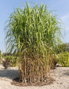 Miscanthus Giganteus - Herbe à éléphant - Graminée Géante - feuillage