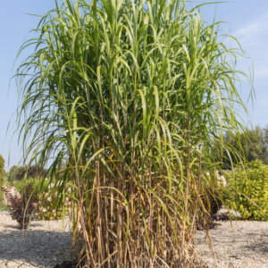 Miscanthus Giganteus - Herbe à éléphant - Graminée Géante - feuillage