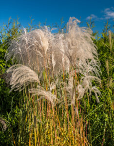 Miscanthus Giganteus - Herbe à éléphant - Graminée Géante - inflorescences