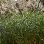 Miscanthus Silberfeder - Herbe à éléphant - Roseau de Chine - vue d'ensemble
