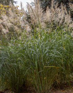 Miscanthus Silberfeder - Herbe à éléphant - Roseau de Chine - vue d'ensemble