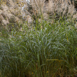Miscanthus Silberfeder - Herbe à éléphant - Roseau de Chine - vue d'ensemble