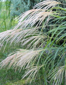 Miscanthus Silberfeder - Herbe à éléphant - Roseau de Chine - Inflorescences