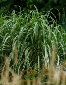 Miscanthus sinensis Cabaret - Roseau de chine panaché - vue d'ensemble