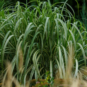 Miscanthus sinensis Cabaret - Roseau de chine panaché - vue d'ensemble