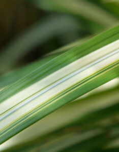 Miscanthus sinensis Cabaret - Roseau de chine panaché - feuillage