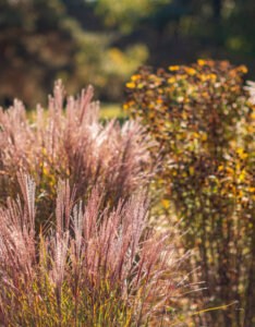 Miscanthus sinensis Cute One - Roseau de chine nain - inflorescences