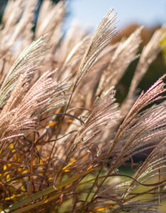 Miscanthus sinensis Cute One - Roseau de chine nain - inflorescences