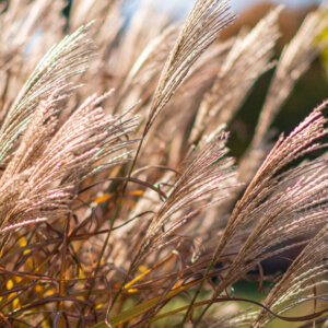 Miscanthus sinensis Cute One - Roseau de chine nain - inflorescences