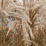 Miscanthus sinensis Ferner Osten - Miscanthus à fleurs rouge - inflorescences