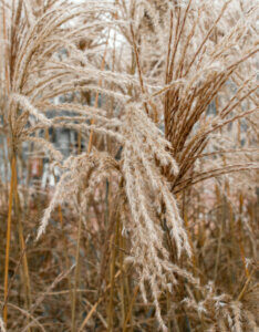 Miscanthus sinensis Ferner Osten - Miscanthus à fleurs rouge - inflorescences