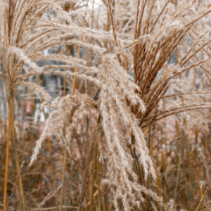 Miscanthus sinensis Ferner Osten - Miscanthus à fleurs rouge - inflorescences