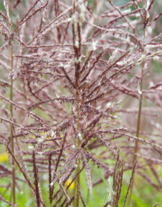 Miscanthus sinensis Ferner Osten - Miscanthus à fleurs rouge - jeunes inflorescences