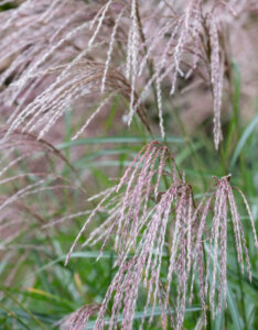 Miscanthus sinensis Flamingo - Miscanthus à fleurs roses - inflorescences