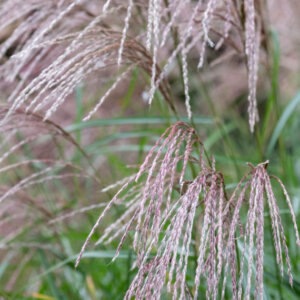 Miscanthus sinensis Flamingo - Miscanthus à fleurs roses - inflorescences