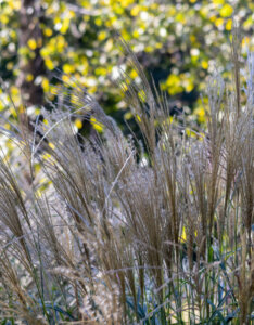 Miscanthus sinensis Flamingo - Miscanthus à fleurs roses - inflorescences