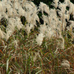 Miscanthus sinensis Graziella - Roseau de chine nain - inflorescences