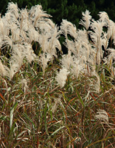 Miscanthus sinensis Graziella - Roseau de chine nain - inflorescences