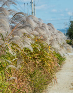 Miscanthus sinensis Graziella - Roseau de chine nain - inflorescences