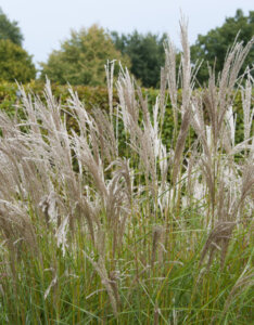 Miscanthus sinensis Kleine Silberspinne - Roseau de Chine - inflorescences