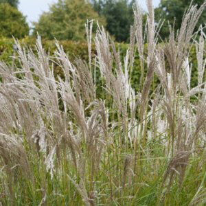 Miscanthus sinensis Kleine Silberspinne - Roseau de Chine - inflorescences