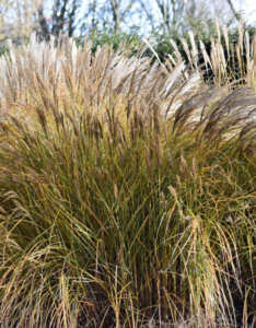 Miscanthus sinensis Malepartus - Roseau de Chine - vue d'ensemble