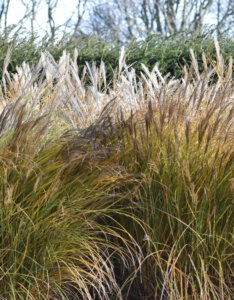 Miscanthus sinensis Malepartus - Roseau de Chine - vue d'ensemble