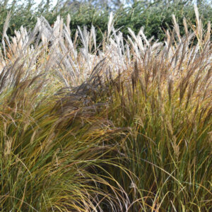Miscanthus sinensis Malepartus - Roseau de Chine - vue d'ensemble