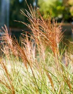 Miscanthus sinensis Red Chief - Miscanthus à fleurs rouge - Vue d'ensemble