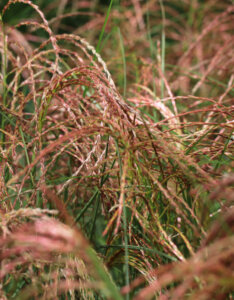 Miscanthus sinensis Red Chief - Miscanthus à fleurs rouge - inflorescences
