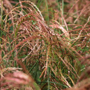 Miscanthus sinensis Red Chief - Miscanthus à fleurs rouge - inflorescences