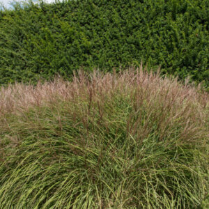 Miscanthus sinensis Red Cloud® - Miscanthus à fleurs rouge - vue d'ensemble