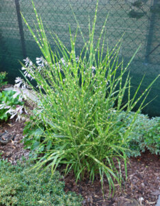 Miscanthus sinensis Strictus - Roseau de Chine zébré - Vue d'ensemble