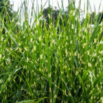 Miscanthus sinensis Strictus - Roseau de Chine zébré - vue d'ensemble