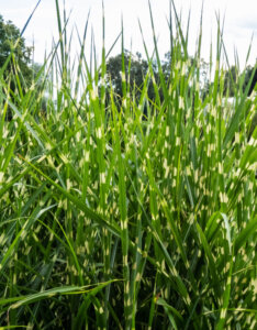Miscanthus sinensis Strictus - Roseau de Chine zébré - vue d'ensemble