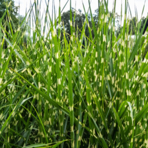 Miscanthus sinensis Strictus - Roseau de Chine zébré - vue d'ensemble