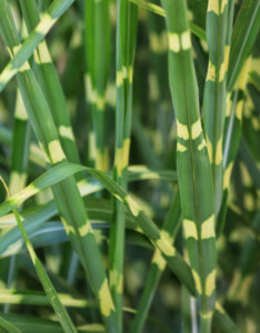 Miscanthus sinensis Strictus - Roseau de Chine zébré - feuillage