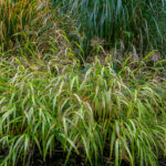 Molinia arundinacea Karl Foerster - Molinie - Molinia caerulea subsp - vue d'ensemble