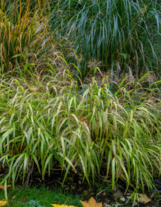 Miscanthus sinensis Yaku Jima - Roseau de Chine nain - vue d'ensemble