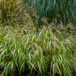 Miscanthus sinensis Yaku Jima - Roseau de Chine nain - vue d'ensemble