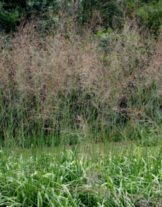 Molinia arundinacea Transparent - Molinie - Molinia caerulea subsp - inflorescences