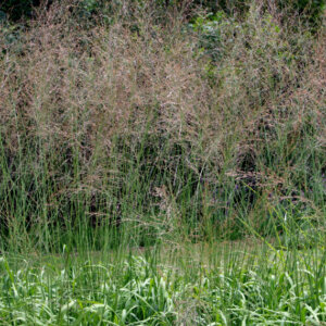 Molinia arundinacea Transparent - Molinie - Molinia caerulea subsp - inflorescences
