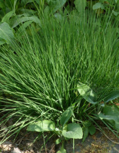 Molinia caerulea Edith Dudszus - Molinie bleue - feuillage