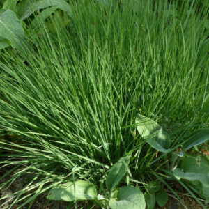 Molinia caerulea Edith Dudszus - Molinie bleue - feuillage