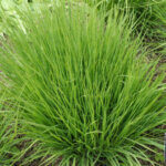 Molinia caerulea Heidebraut - Molinie bleue - feuillage