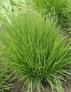 Molinia caerulea Heidebraut - Molinie bleue - feuillage