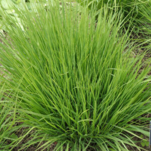 Molinia caerulea Heidebraut - Molinie bleue - feuillage