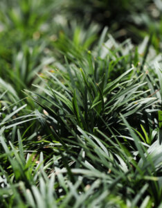 Ophiopogon japonicus - Muguet du Japon - Barbe de serpent - feuillage